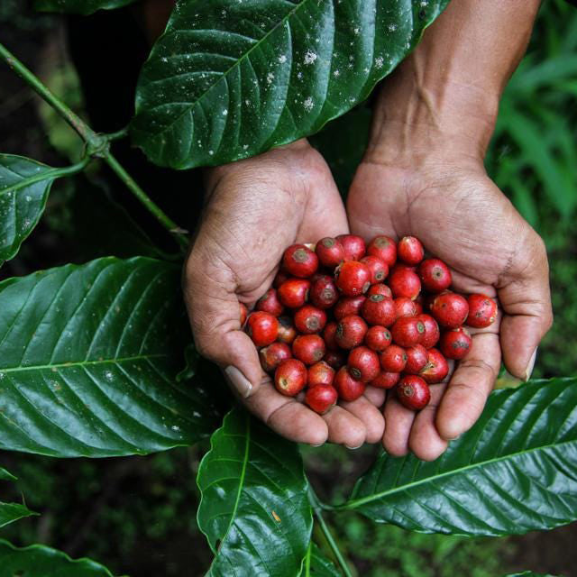 GUATEMALA HUEHUETENANGO TODOSANTERITA